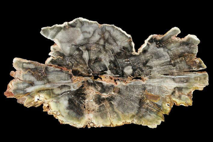 Polished Petrified Wood (Araucaria) Slice - Arizona #166459